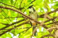 Red-whiskered or crested bulbul, Pycnonotus jocosus