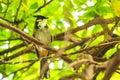 Red-whiskered or crested bulbul, Pycnonotus jocosus