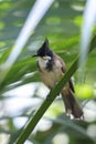 red-whiskered or crested bulbul, Pycnonotus jocosus