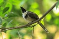 red-whiskered or crested bulbul, Pycnonotus jocosus