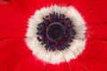 Red white abd blue roundel on flower Royalty Free Stock Photo