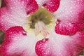 Red and white adenium flower