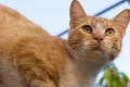 Red and white adorable cat close up . Kitty portrait. Kitten posing.