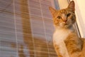 Red and white adorable cat close up looking at camera. Ginger kitty portrait. Kitten posing.