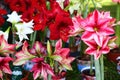 Red and white Amaryllis flower in Garden Royalty Free Stock Photo
