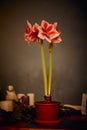 Winter scene with fresh pink amaryllis, branch of cones, cones in ceramic cup, old authentic vintage lantern with candle Royalty Free Stock Photo