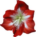 Red and white amaryllis isolated bloom