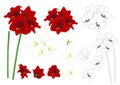 Red and White Amaryllis Outline - Hippeastrum. Christmas Flower. Vector Illustration. isolated on White Background.