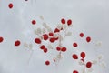 Red and white baloons Royalty Free Stock Photo