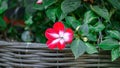 Red-white balsam flower in a flower pot.