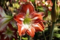 Red and white Barbados Lily flower Royalty Free Stock Photo