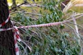 Fallen tree is fenced with a red and white ribbon. The tree fell and bared its roots from the ground. Selective Focus Royalty Free Stock Photo
