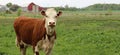 Red and white beef cow standing in the field Royalty Free Stock Photo