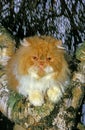 Red and White Bicolor Persian Domestic Cat, Adult perched in Tree