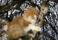 Red and White Bicolor Persian Domestic Cat, Adult standing in Tree