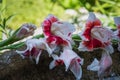 A red and white \'bizar\' gladiolus lying on edge of fountain