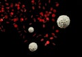 Red and White Blood Cells