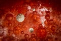 Red White Blood Cells Royalty Free Stock Photo