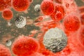 Red White Blood Cells Royalty Free Stock Photo