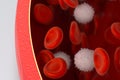 Red and white blood cells in the blood vessel, 3d rendering Royalty Free Stock Photo