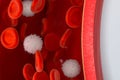 Red and white blood cells in the blood vessel, 3d rendering Royalty Free Stock Photo