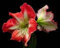 Red-white blooming Amaryllis flowers with green, stem, leaf, pollen isolated on black background. Studio close-up shot. Royalty Free Stock Photo