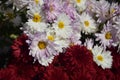 Red and white blooming flowers close-up, photo from above. Royalty Free Stock Photo