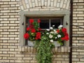 Red and white blooming pelargonium flowers decorating a vintage wooden frame house window. Old brick wall, no people Royalty Free Stock Photo