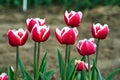 red and white blooming tulip flowers in the garden in spring Royalty Free Stock Photo