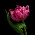 Red-white blooming tulip with green stem and leaves isolated on black background. Studio close-up shot. Royalty Free Stock Photo