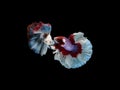 2 Red  White and Blue Siamese fighting fish or Betta splendens fancy fish full moon tail on black isolated background  gracefully Royalty Free Stock Photo