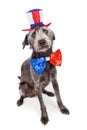 Red White and Blue Terrier Dog Royalty Free Stock Photo