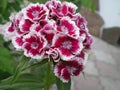 Red with white border clove buds