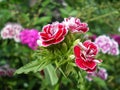 Red with white border clove buds