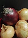 Red and white bow on a black background. ÃÂllium cÃÂ©pa. Royalty Free Stock Photo