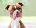 A Boxer mixed breed dog with a head tilt Royalty Free Stock Photo