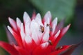 Red and white bromeliad flower with a Convergent lady beetle