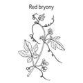 Red or white bryony Bryonia dioica