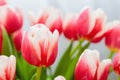 Red and white bud of a blooming tulip. Macro photography inside Royalty Free Stock Photo