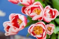 Red and white bud of a blooming tulip. Macro photography inside Royalty Free Stock Photo