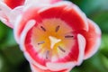 Red and white bud of a blooming tulip. Macro photography inside Royalty Free Stock Photo