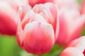 Red and white bud of a blooming tulip. Macro photography inside Royalty Free Stock Photo