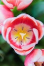 Red and white bud of a blooming tulip. Macro photography inside Royalty Free Stock Photo