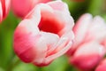 Red and white bud of a blooming tulip. Macro photography inside Royalty Free Stock Photo