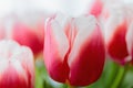 Red and white bud of a blooming tulip. Macro photography inside Royalty Free Stock Photo