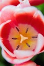 Red and white bud of a blooming tulip. Macro photography inside Royalty Free Stock Photo