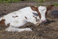 Red and white calf in grass Royalty Free Stock Photo
