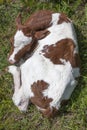 Red and white calf in grass seen from above Royalty Free Stock Photo