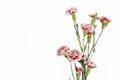 Red and white carnation flower Royalty Free Stock Photo