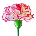 Red white carnation flower isolated on a white background. Close-up. Flower bud on a green stem Royalty Free Stock Photo